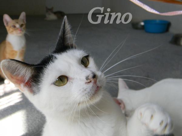 Gino 